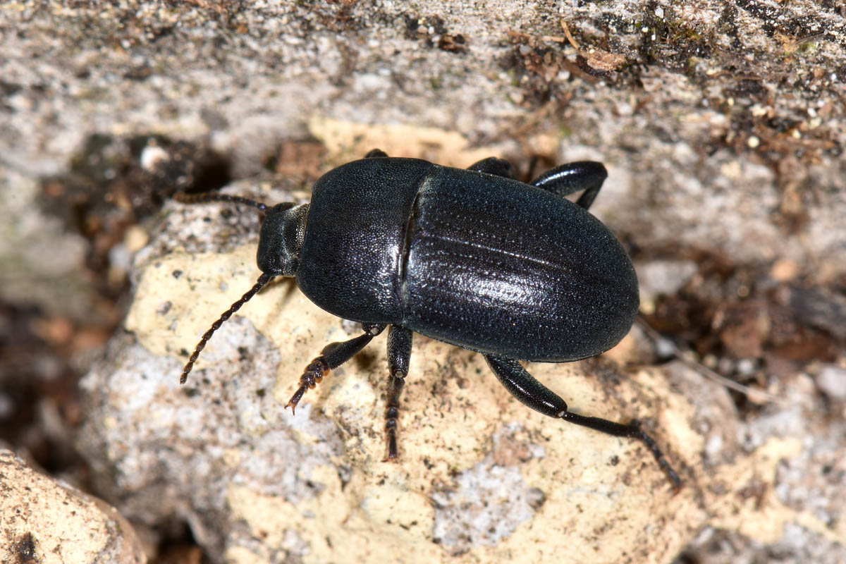 Tenebrionidae: Tutti Pedinus meridianus?  S, maschi e femmine